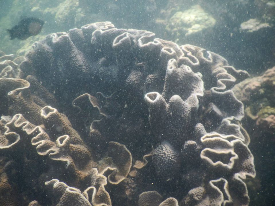 Photo of Scuba diving at Malvan 2/17 by The Tropical River