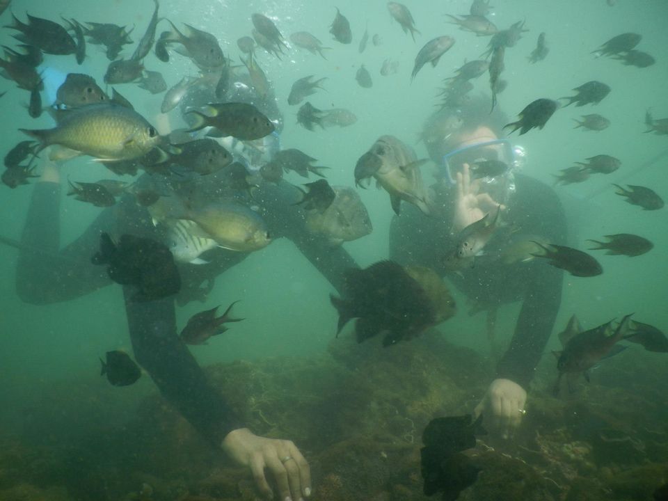 Photo of Scuba diving at Malvan 6/17 by The Tropical River