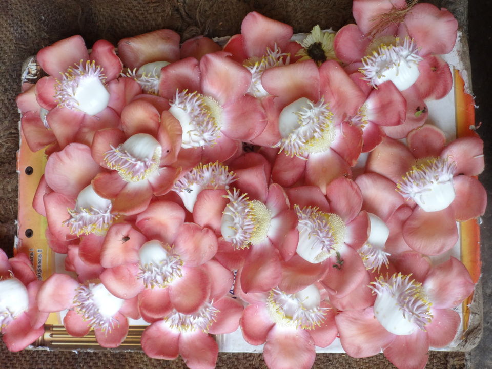 Photo of Shivalinga / Nagalinga /Cannonball Flower by Vyshalini S Kakarla