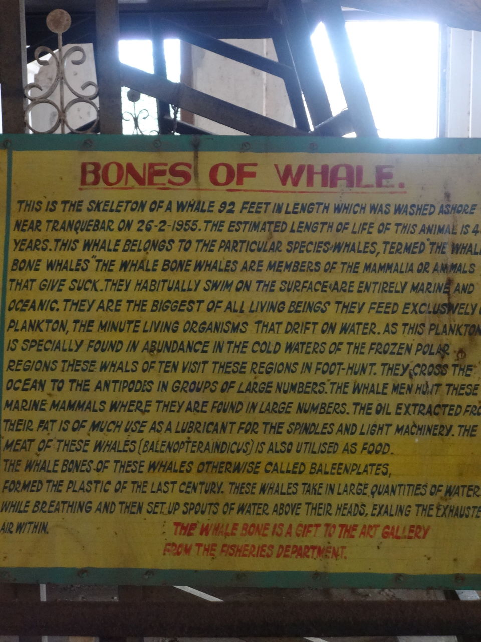 Photo of 92 feet long bone of a whale by Vyshalini S Kakarla
