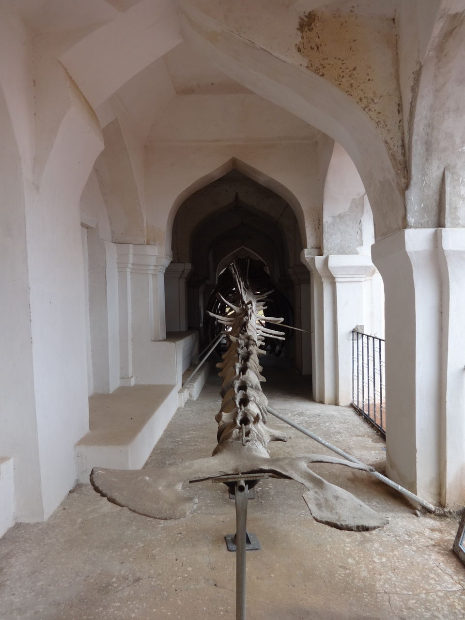 Photo of The Whale Skeleton by Vyshalini S Kakarla