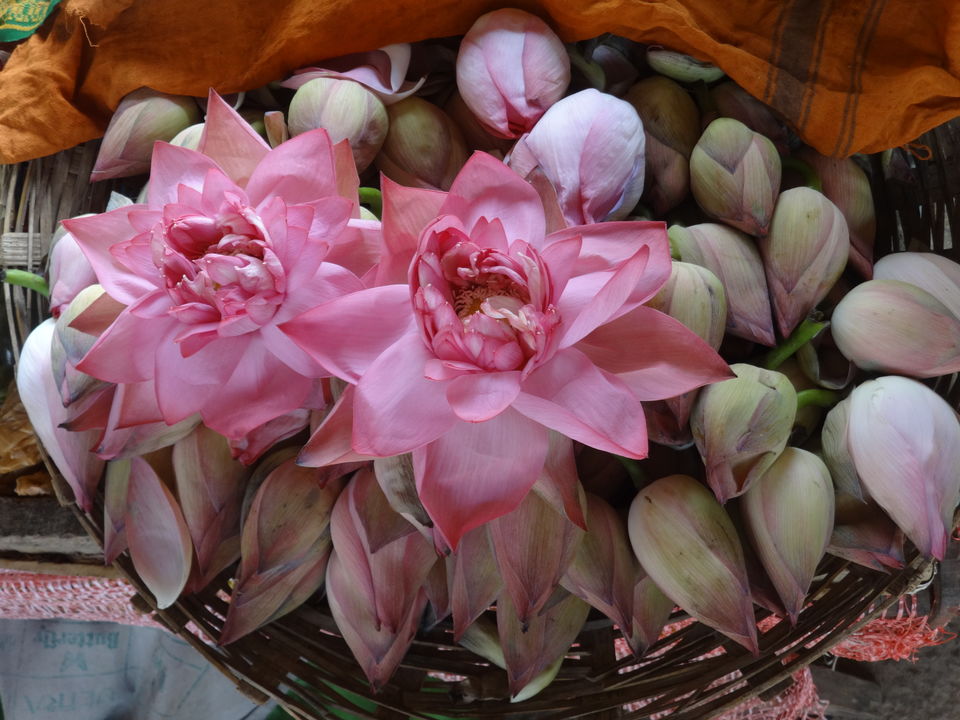 Photo of Lotus flower blooms by Vyshalini S Kakarla