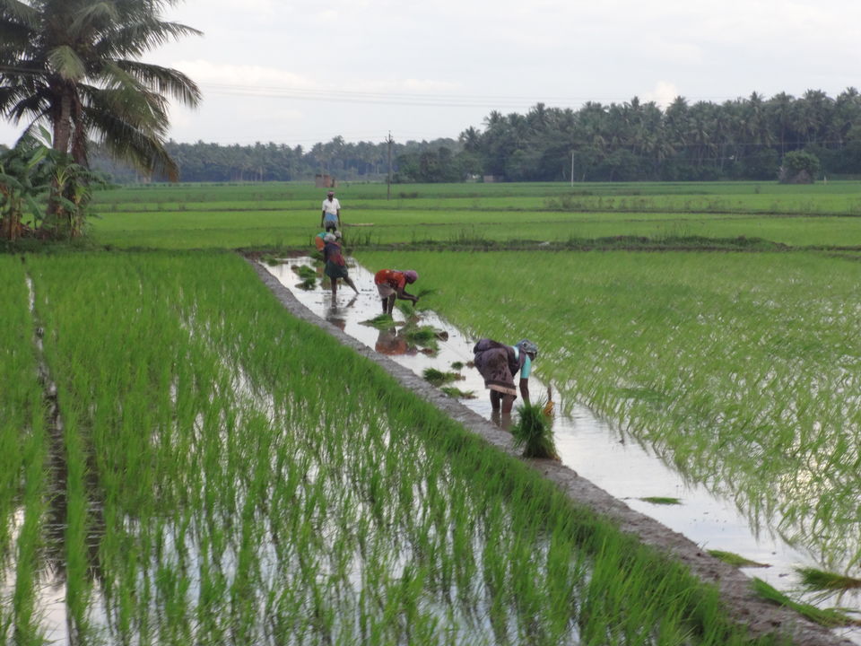 Photo of Agriculture - The backbone of INDIA by Vyshalini S Kakarla