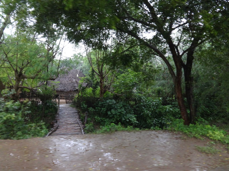Photo of Rains in Greens by Vyshalini S Kakarla