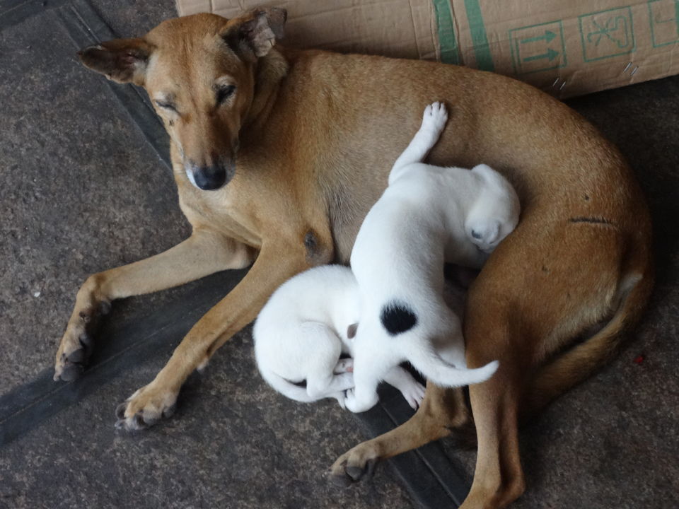 Photo of Incredible MOTHER-hood! by Vyshalini S Kakarla