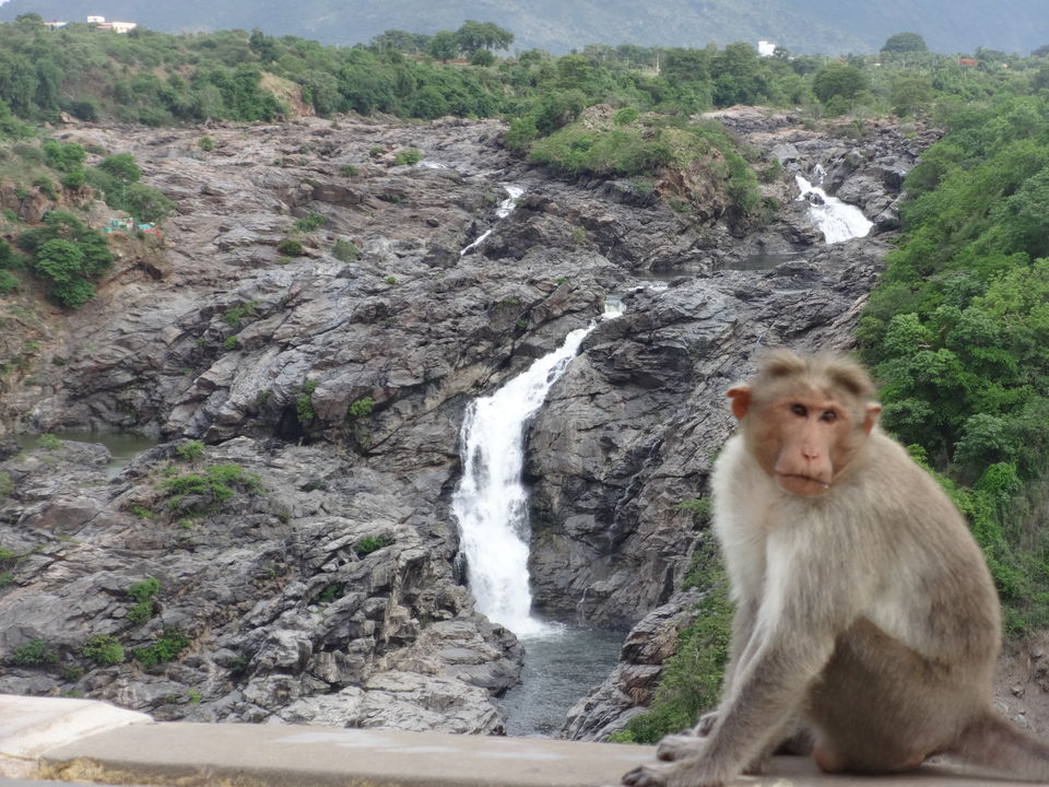 Photo of Sathegala- Beauty at its best! by Vyshalini S Kakarla