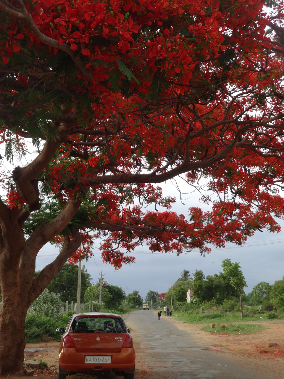 Photo of Sathegala- Beauty at its best! by Vyshalini S Kakarla