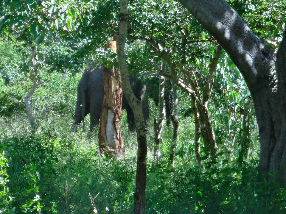 Photo of Long drive from Kollegal to Bandipur (NH 766) 10/11 by Vyshalini S Kakarla