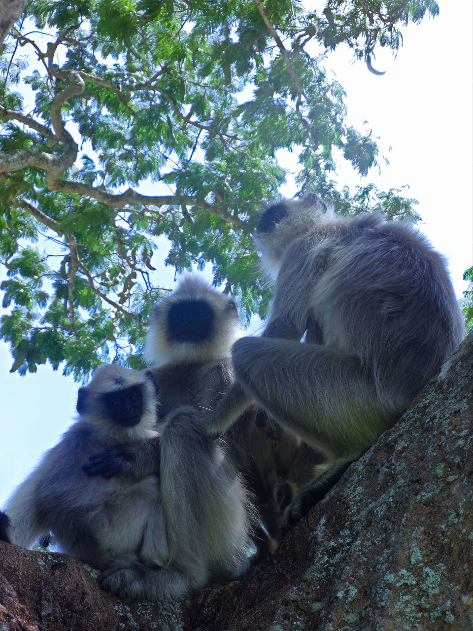 Photo of Long drive from Kollegal to Bandipur (NH 766) 9/11 by Vyshalini S Kakarla