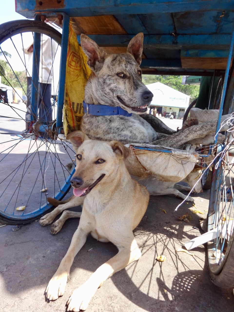 Photo of Solo Travel - Yercaud 5/88 by Vyshalini S Kakarla