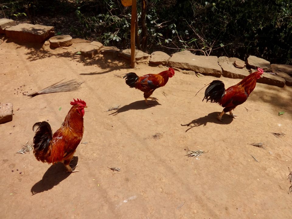 Photo of Solo Travel - Yercaud 55/88 by Vyshalini S Kakarla
