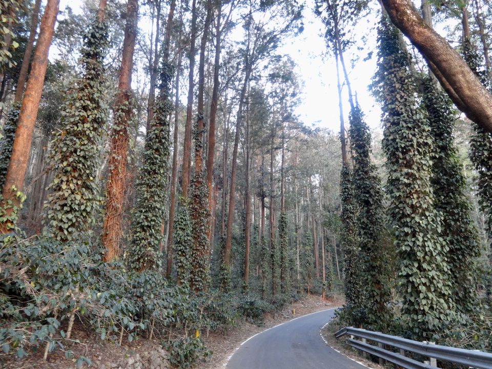 Photo of Solo Travel - Yercaud 71/88 by Vyshalini S Kakarla