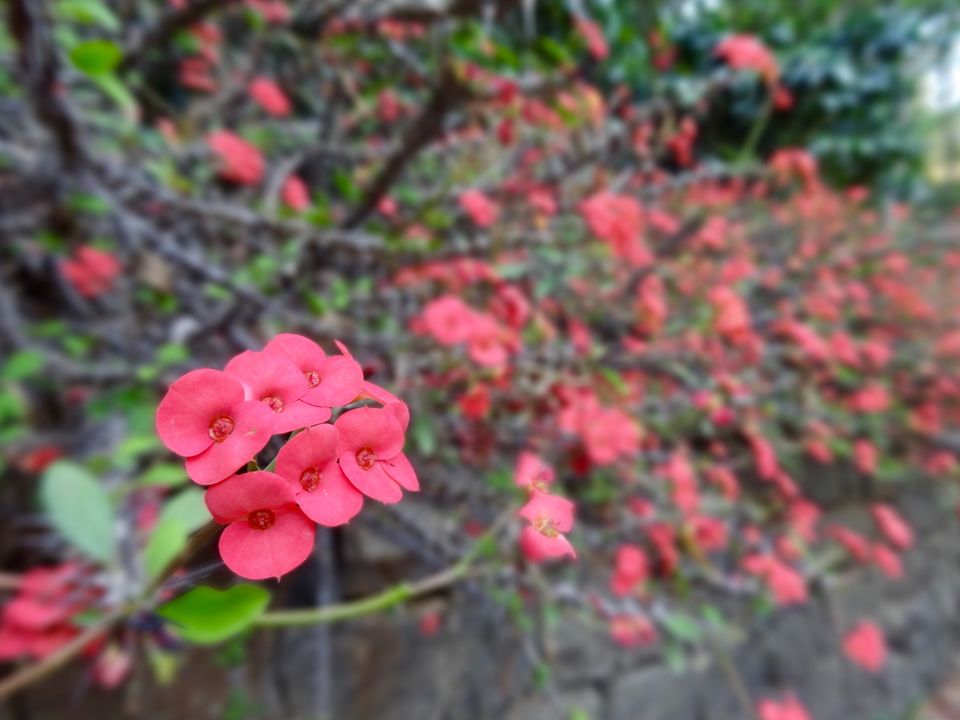 Photo of Solo Travel - Yercaud 72/88 by Vyshalini S Kakarla