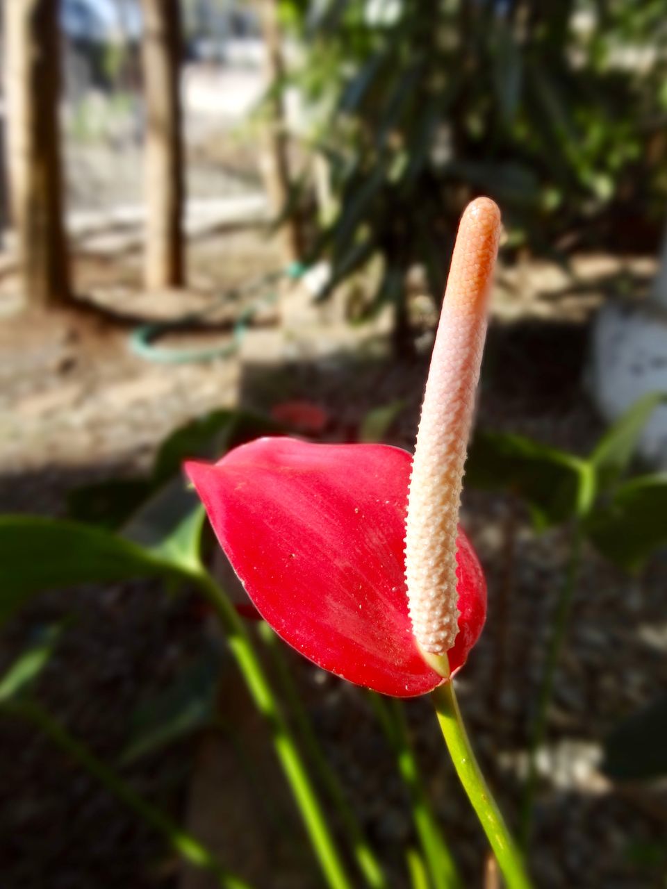 Photo of Solo Travel - Yercaud 12/88 by Vyshalini S Kakarla