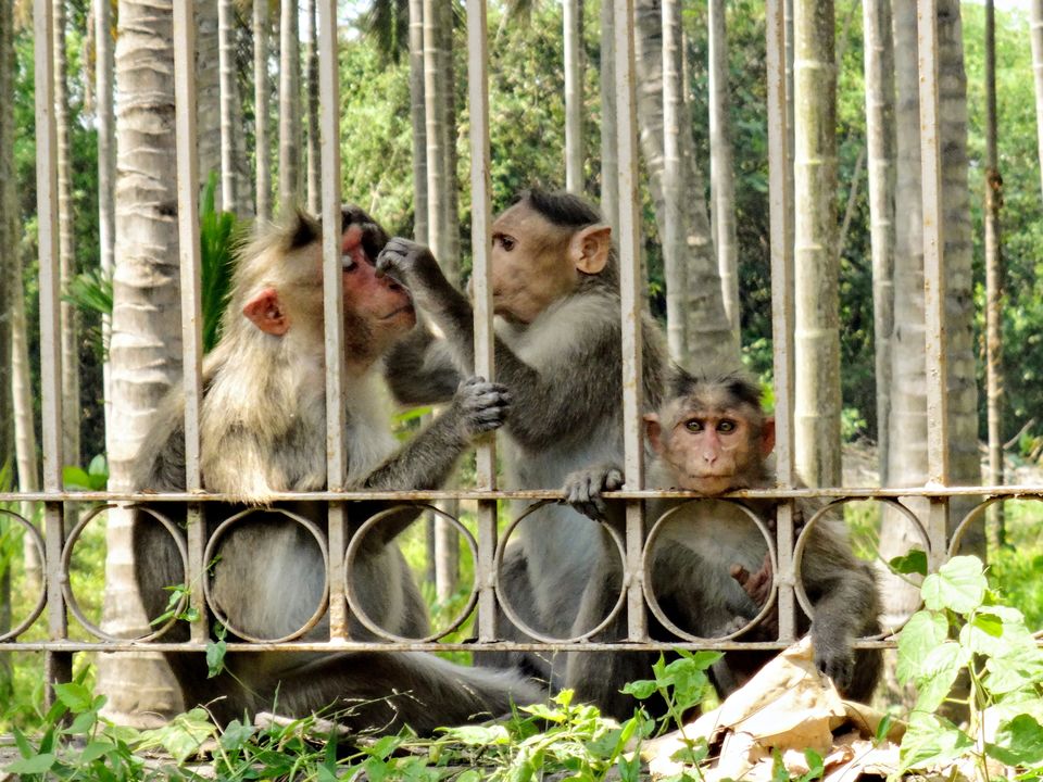Photo of Somanathapura - Solo Travel 25/27 by Vyshalini S Kakarla