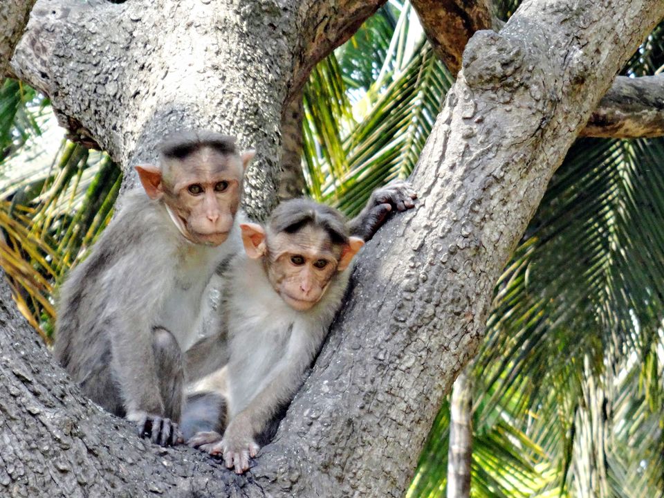 Photo of Somanathapura - Solo Travel 26/27 by Vyshalini S Kakarla