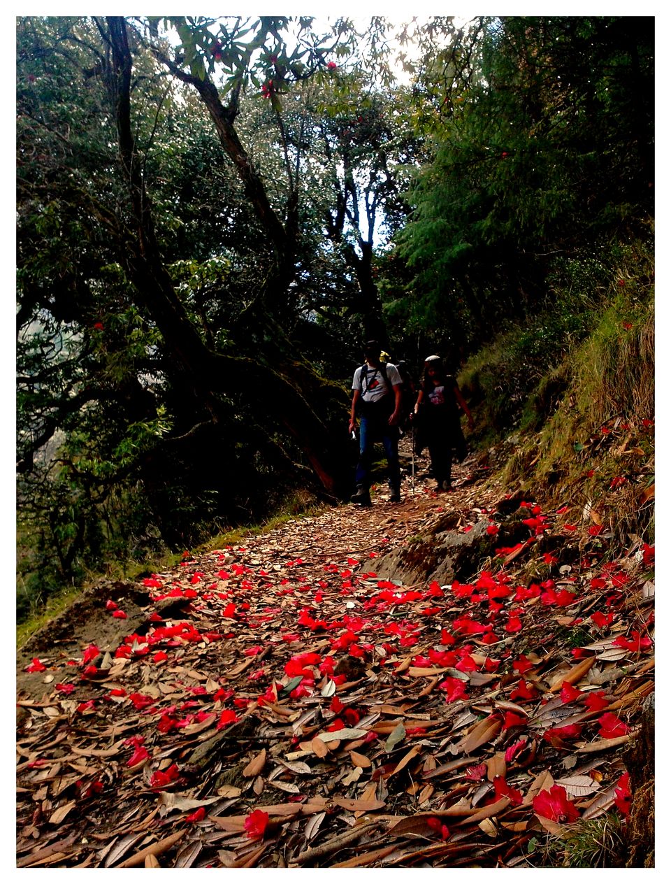 Photo of Great Himalayan National Park - Into Wilderness 16/26 by Great Himalayan National Park