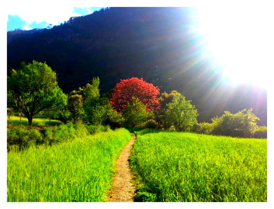 Photo of Great Himalayan National Park - Into Wilderness 11/26 by Great Himalayan National Park