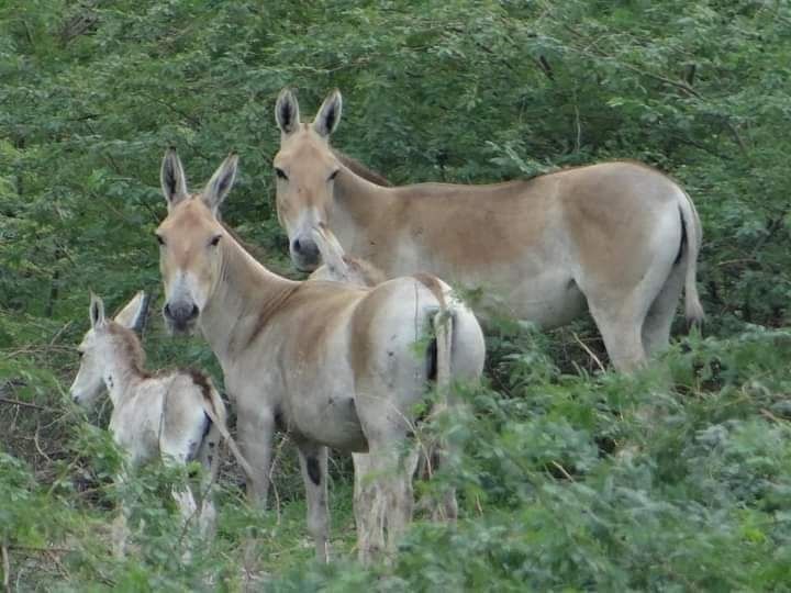 Photo of Little Rann of Kutch by Dr. Yadwinder Singh