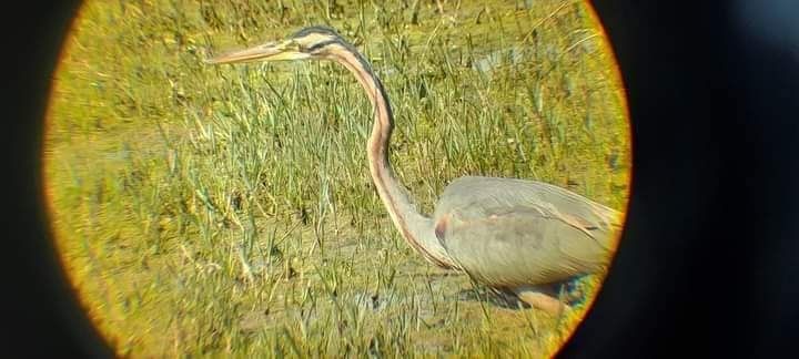 Photo of Keoladeo National Park by Dr. Yadwinder Singh