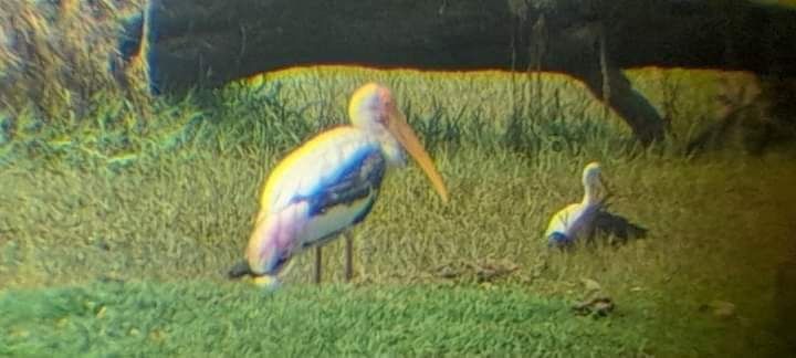 Photo of Keoladeo National Park by Dr. Yadwinder Singh