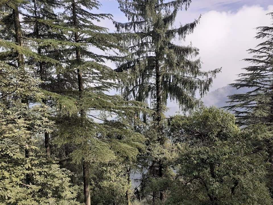 Photo of Dalhousie by Dr. Yadwinder Singh