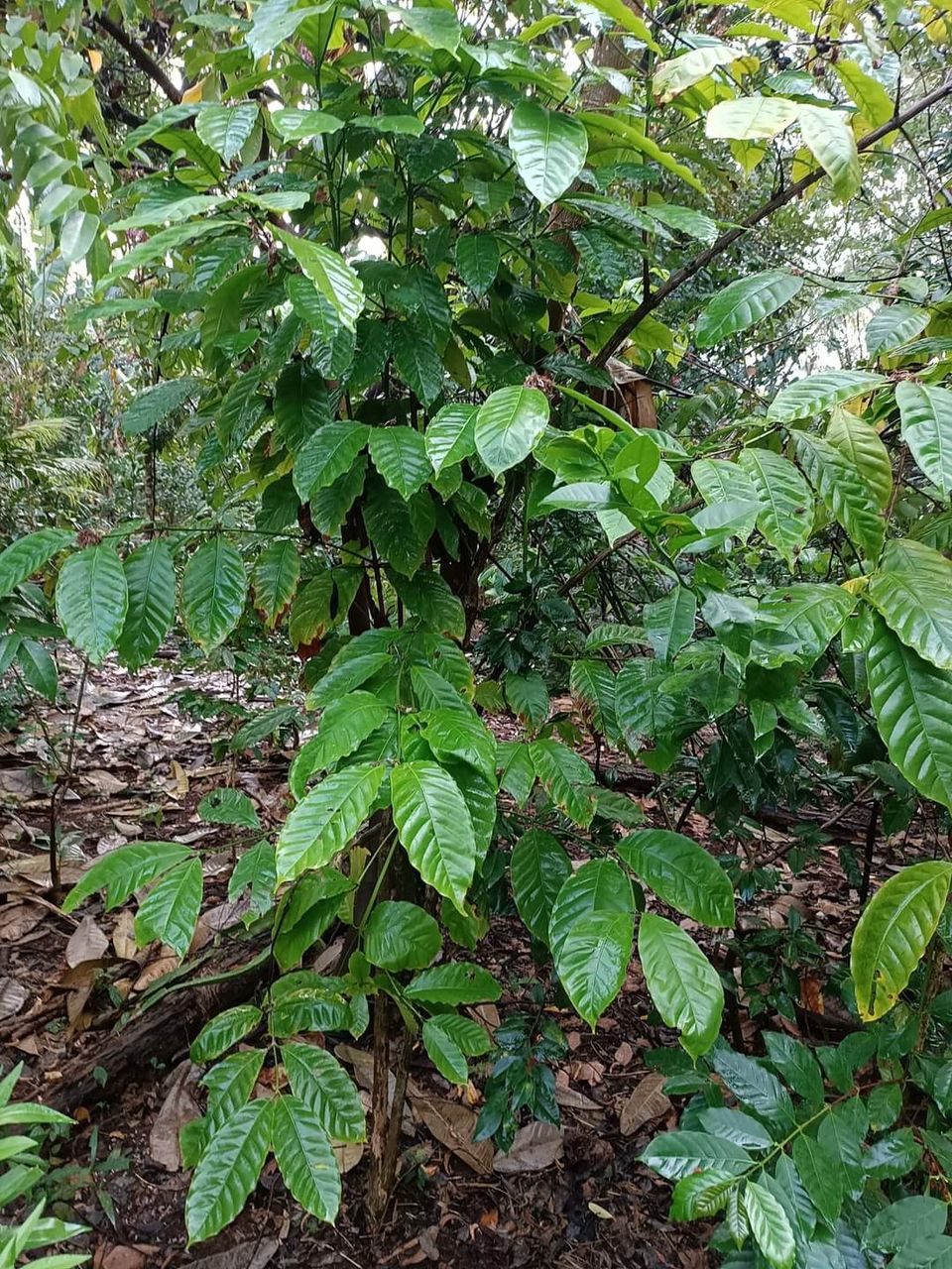 Photo of बाली by Dr. Yadwinder Singh