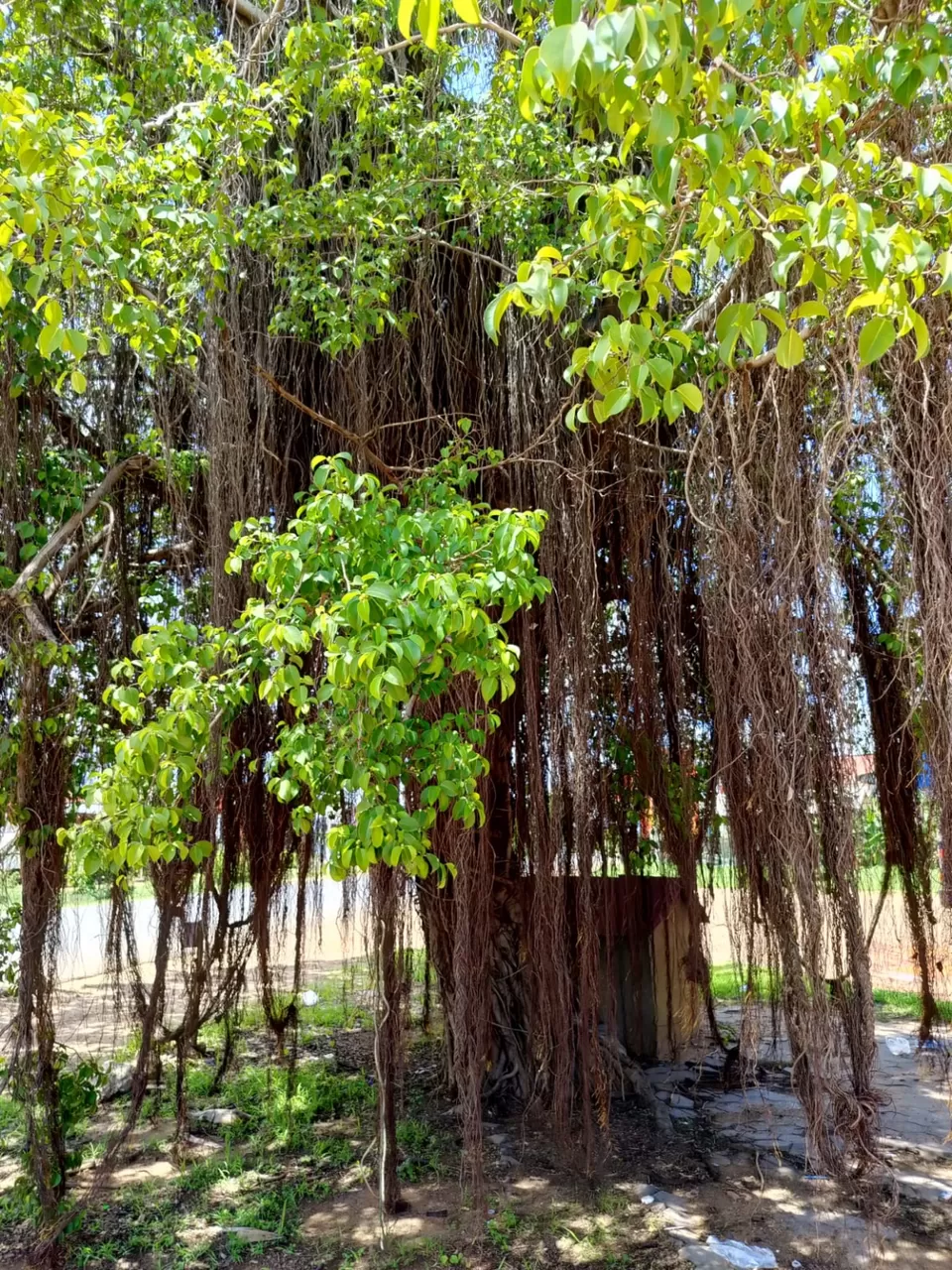 Photo of Cambodia by Dr. Yadwinder Singh