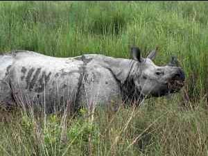 Photo of असम by shub