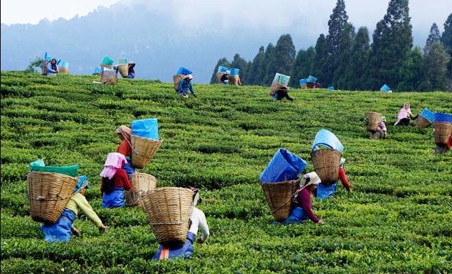 Photo of असम by shub