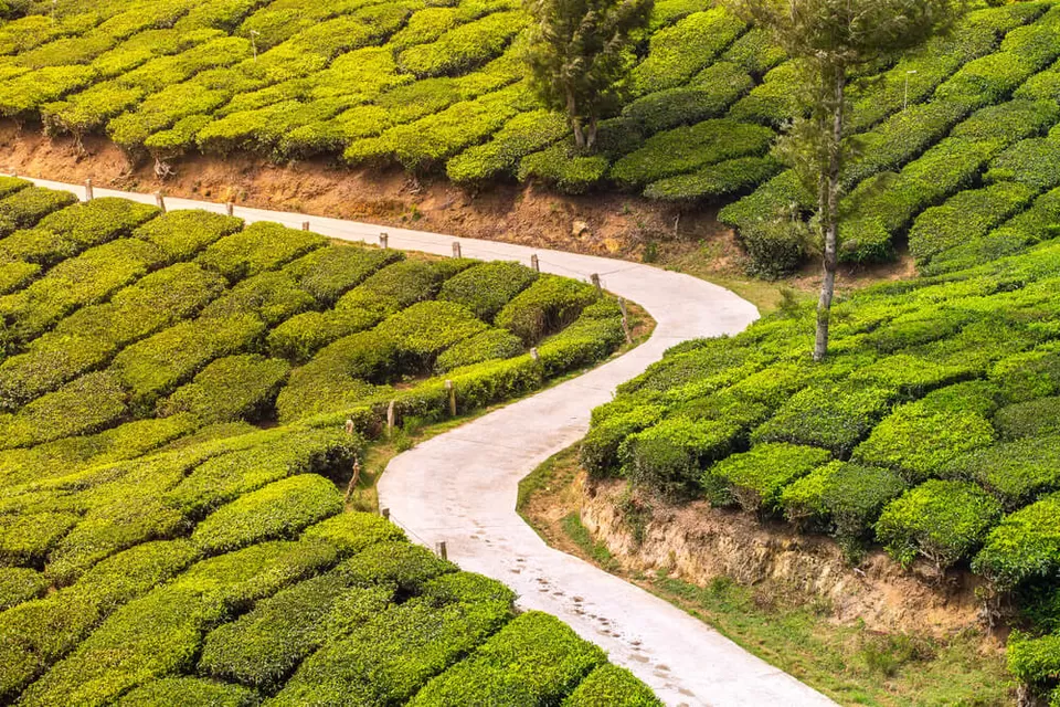 Photo of Munnar, Kerala, India by SoloTravelerPravin