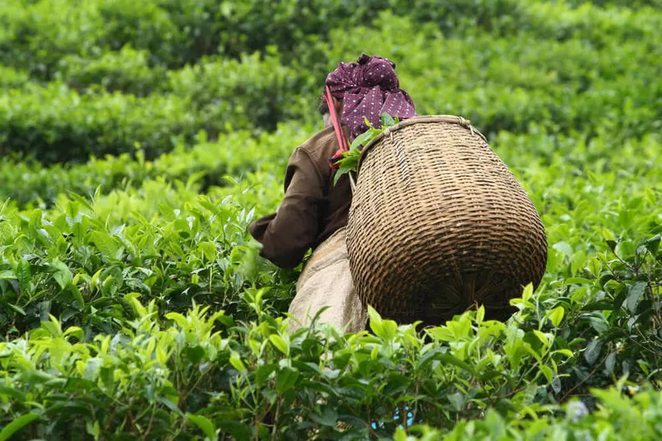 Photo of Munnar, Kerala, India by SoloTravelerPravin