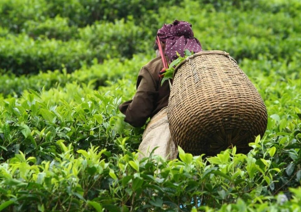 Photo of Munnar, Kerala, India by Solo Traveler Pravin