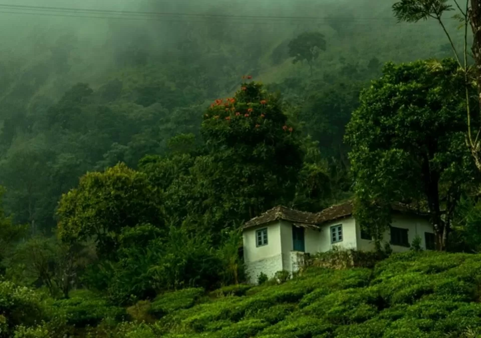 Photo of Munnar, Kerala, India by SoloTravelerPravin
