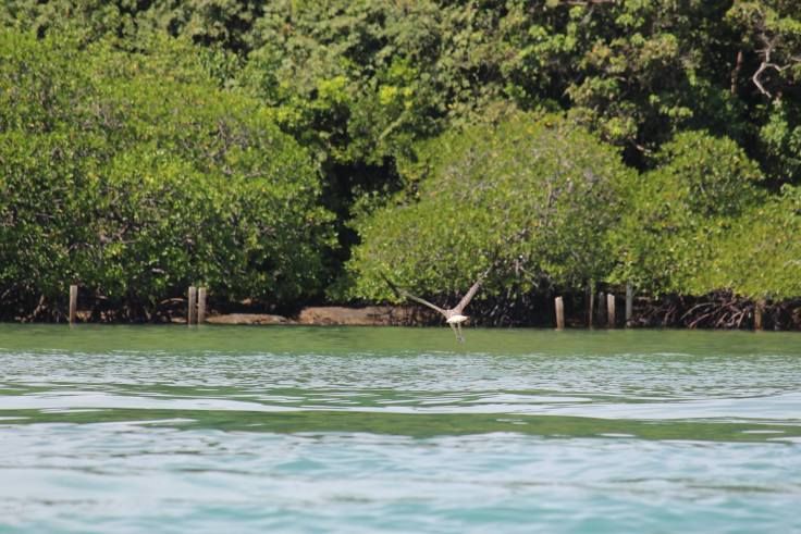 Photo of Langkawi: A Malaysian wonderland Of sea, sun and love 2/13 by Sanjay Raturi