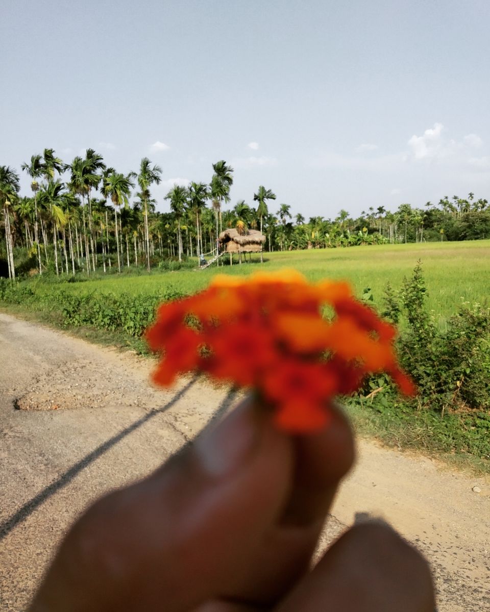 Photo of Food walk in God's own country!! by Namitha Vinod