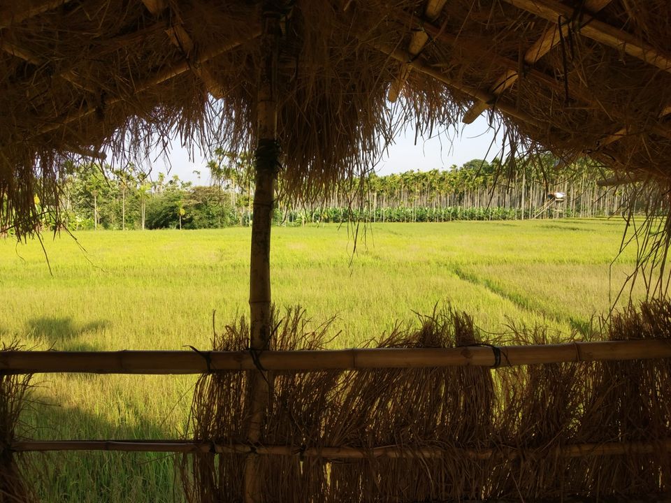 Photo of Food walk in God's own country!! by Namitha Vinod