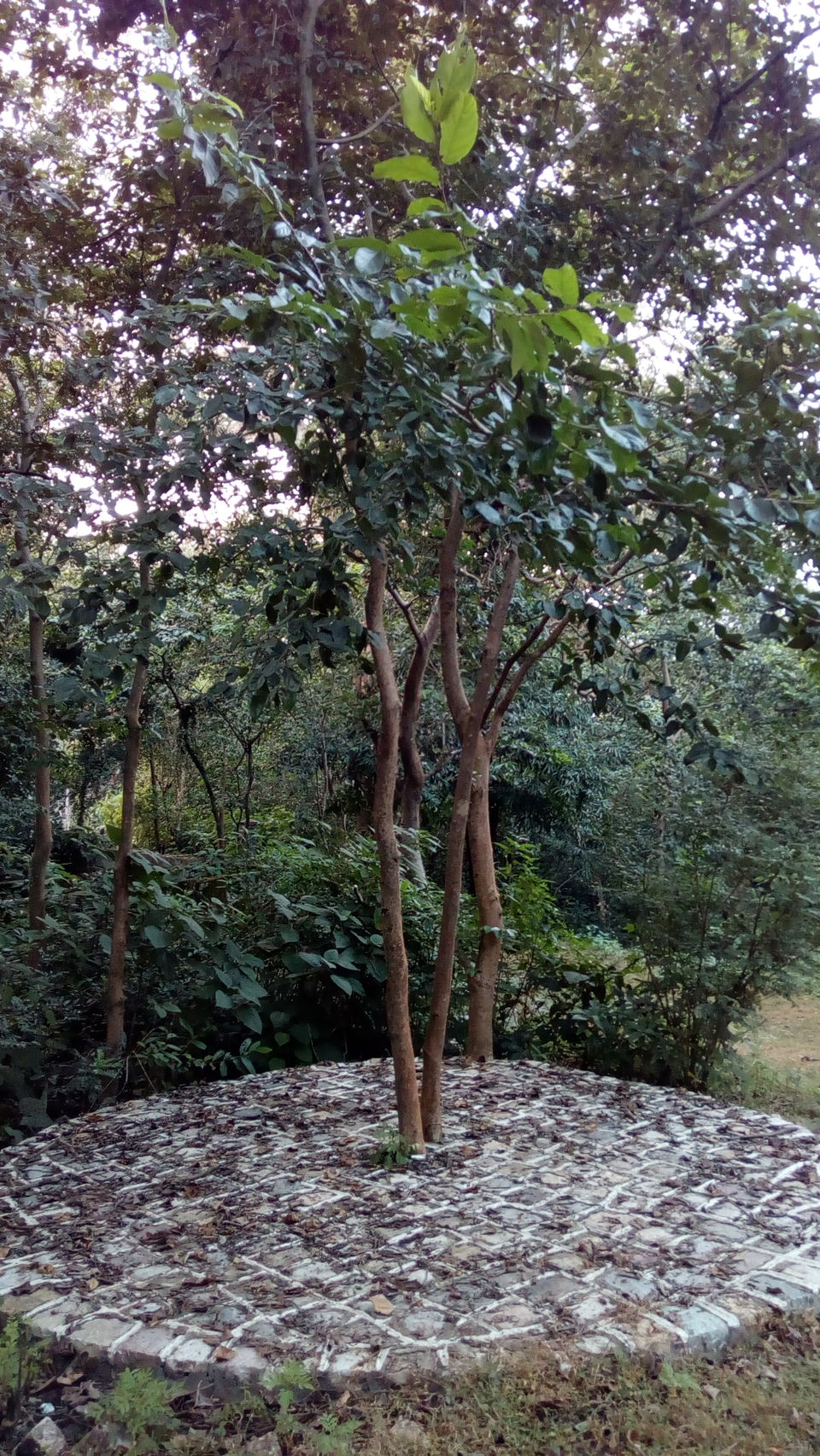 Photo of Beatles Ashram, Rishikesh – A walk in history. 18/25 by Rajpal Singh