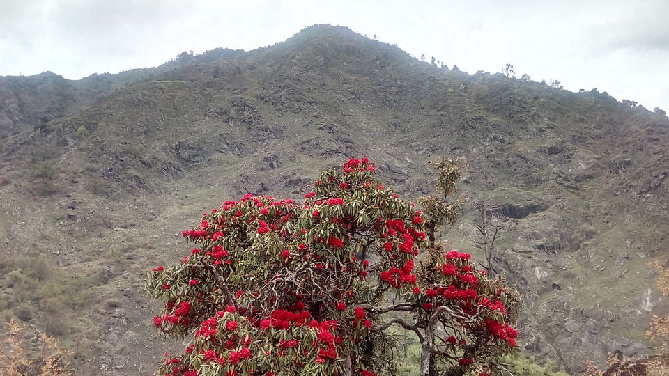Photo of Great Himalayan National Park - A Half Lived Dream. 17/43 by Rajpal Singh