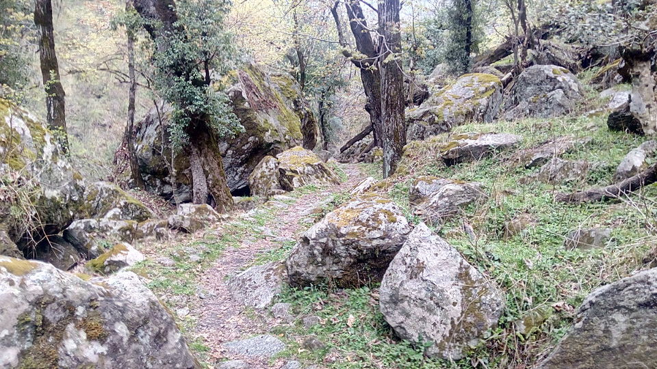 Photo of Great Himalayan National Park - A Half Lived Dream. 26/43 by Rajpal Singh