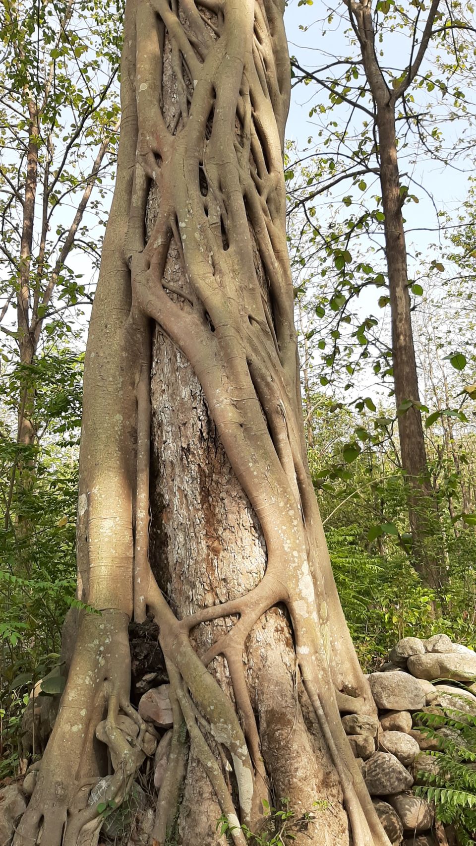 Photo of Jim Corbett National Park, Ramnagar, Uttarakhand, India by Sakshi Gupta