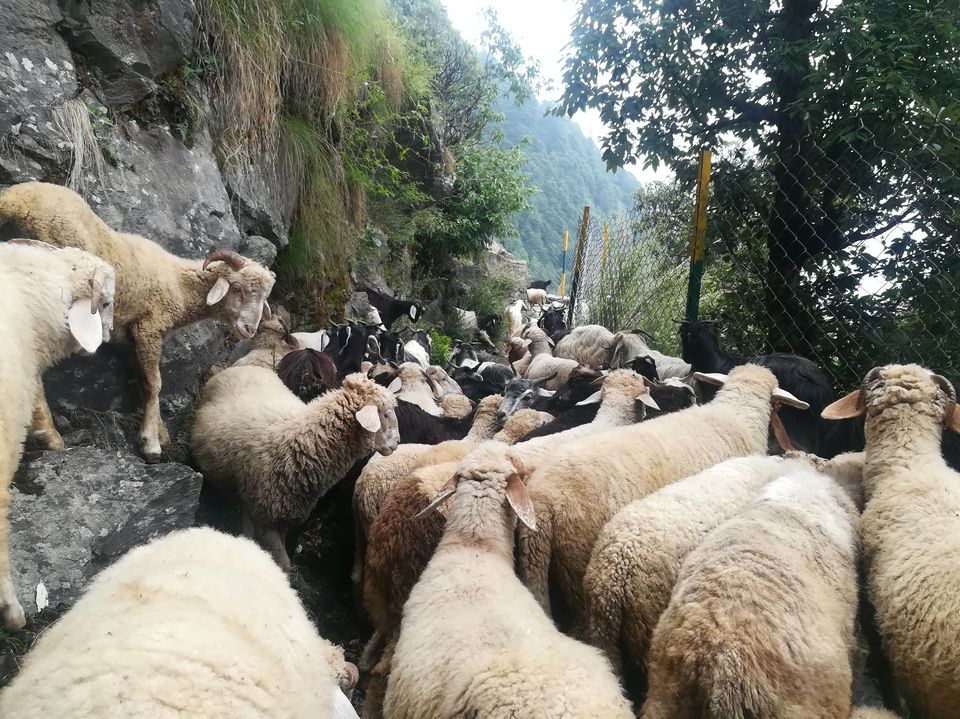 Photo of Triund, Himachal Pradesh by Ashutosh