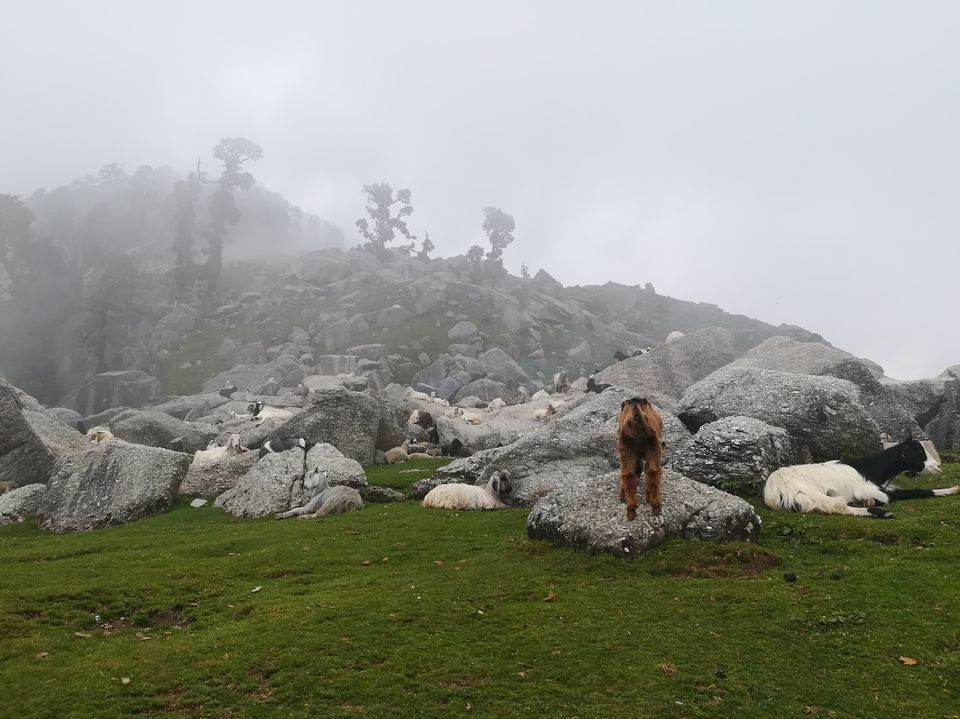Photo of Triund, Himachal Pradesh by Ashutosh
