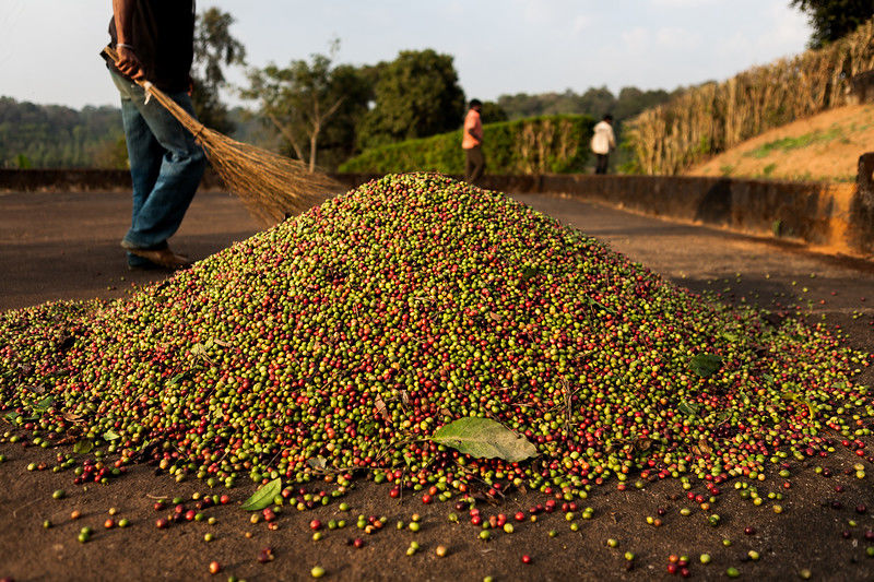 Photo of Coorg: Of coffee, wilderness and our first travel together by Sandeepa & Chetan