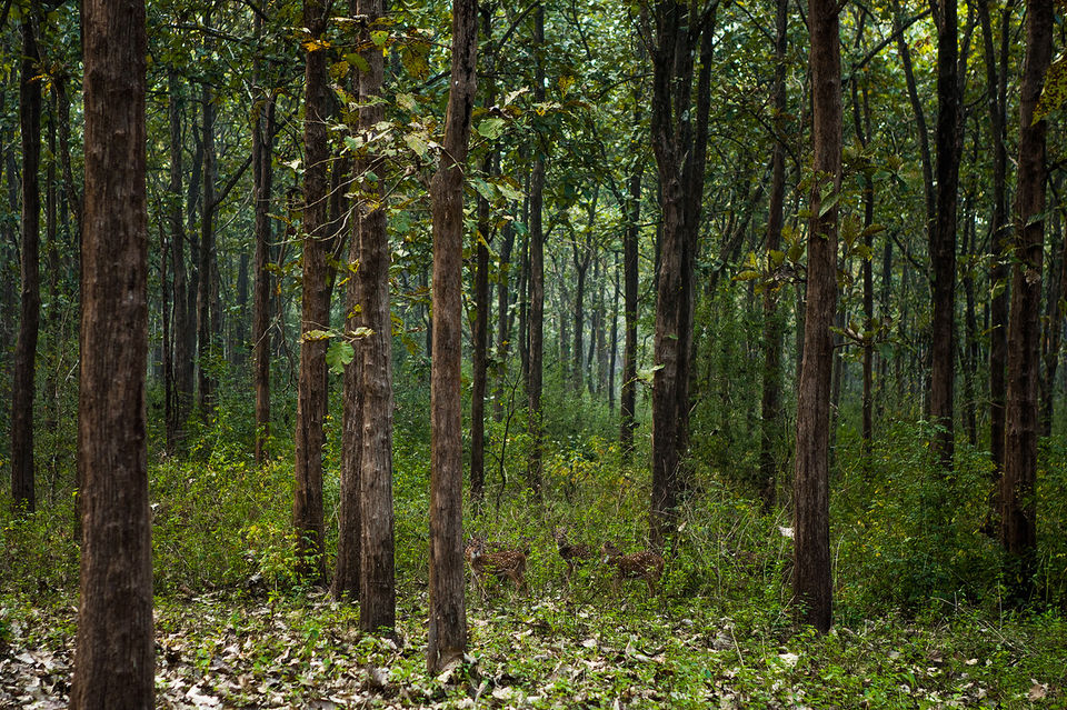Photo of Coorg: Of coffee, wilderness and our first travel together by Sandeepa & Chetan
