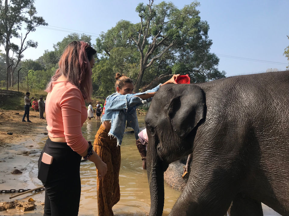 Photo of Dubare Elephant Camp, Nanjarayapatna, Karnataka, India by Shraddha