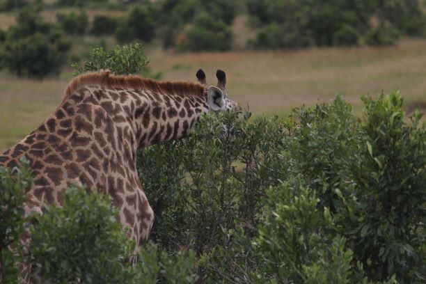 Photo of Masai Mara: More than just a wildlife safari!! by Kaustubh Purohit