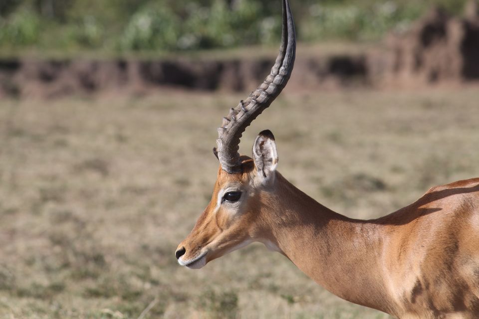 Photo of Masai Mara National Reserve, Kenya by Kaustubh Purohit