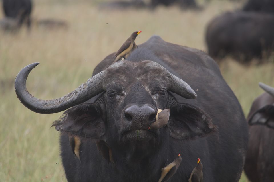 Photo of Masai Mara: More than just a wildlife safari!! by Kaustubh Purohit