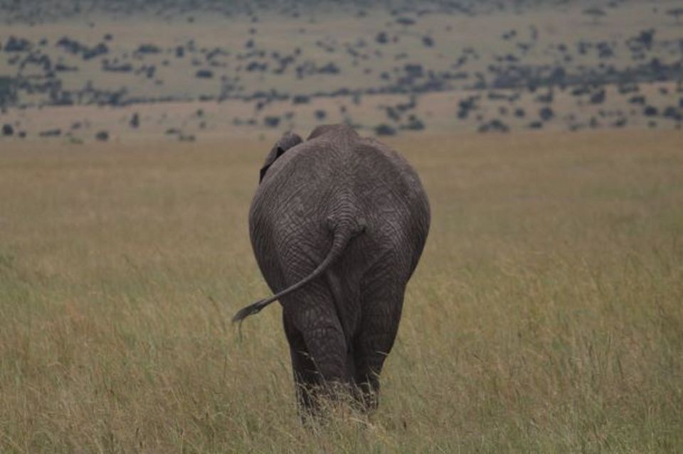 Photo of Masai Mara: More than just a wildlife safari!! by Kaustubh Purohit